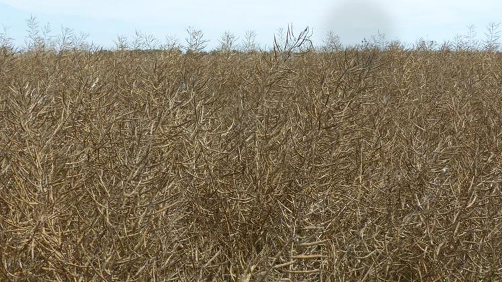 Selon Terres Inovia, le rendement moyen français en colza atteint 31 q/ha cette année. © A.Cassigneul/GFA
